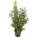 Portugiesischer Lorbeer Angustifolia 70-80cm im 5l Topf