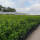 Kirschlorbeer Caucasica 70-80cm im 5l Topf