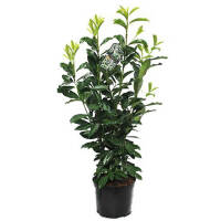 Kirschlorbeer Genolia 70-80cm im 5l Topf