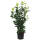Kirschlorbeer Genolia 70-80cm im 5l Topf