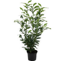 Kirschlorbeer Genolia 160-180cm im 15l Topf