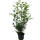 Kirschlorbeer Genolia 160-180cm im 15l Topf