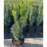 Hecken-Eibe Hicksii 30-40cm im 2l Topf