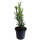 Hecken-Eibe Hicksii 30-40cm im 2l Topf