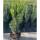 Hecken-Eibe Hicksii 30-40cm im 2l Topf