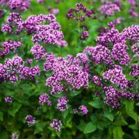 Oregano P 0,5