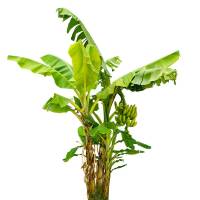 Banane winterhart im 9l Topf