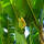 Banane winterhart im 20l Topf