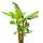 Banane winterhart im 20l Topf