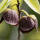 Indianerbanane Sunflower 80-100cm