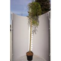Japanische Hänge-Lärche Stiff Weeper Stammhöhe 180cm Stammumfang 6-8cm
