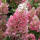 Rispen-Hortensie Pinky Winky auf Stamm 90cm