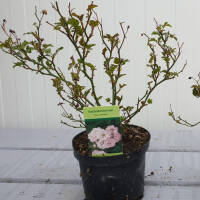 Bodendecker-Rose The Fairy im C2