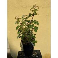 Beetrose Queen Elisabeth im C7