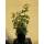 Beetrose Queen Elisabeth im C7