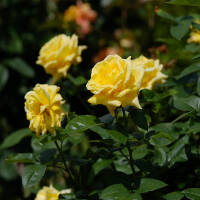 Edelrose Landora gelb, duftend