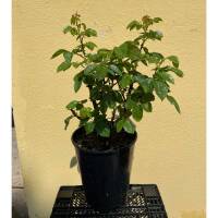 Edelrose Landora gelb, duftend
