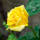 Edelrose Landora gelb, duftend