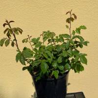 Edelrose Orange Sensation orange, duftend