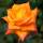 Edelrose Orange Sensation orange, duftend
