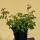 Edelrose Orange Sensation orange, duftend