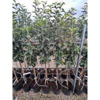 Säulenapfel Red Sensation 80+cm