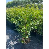 Portugiesischer Lorbeer Angustifolia 60-80cm im 5l Topf