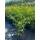 Portugiesischer Lorbeer Angustifolia 60-80cm im 5l Topf