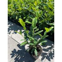 Kirschlorbeer Novita 40-60cm im 3l Topf