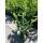 Kirschlorbeer Novita 40-60cm im 3l Topf