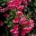 Kletterrose Laguna® im C6,2