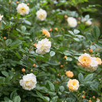 Kletterrose Ghislaine de Feligonde im C6,2