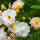 Kletterrose Ghislaine de Feligonde im C6,2