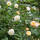 Kletterrose Ghislaine de Feligonde im C6,2