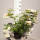 Kletterrose Ghislaine de Feligonde im C5