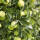 Apfel Golden Delicious Halbstamm