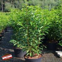 Portugiesischer Lorbeer Angustifolia 60-80cm im 5l Topf