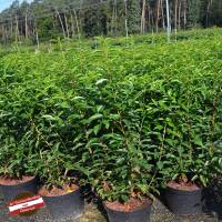 Portugiesischer Lorbeer Angustifolia 60-80cm im 5l Topf