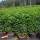 Portugiesischer Lorbeer Angustifolia 60-80cm im 5l Topf