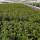 Kirschlorbeer Caucasica 50-60cm im 2l Topf
