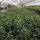 Kirschlorbeer Genolia® 100-125cm im 5l Topf