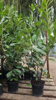 Kirschlorbeer Caucasica 60 -120cm im 3l Topf B-Qualität - Abverkauf