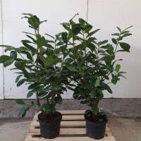 Kirschlorbeer Novita 125-140cm im 7,5l Topf
