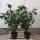 Kirschlorbeer Novita 100-125cm im 7,5l Topf