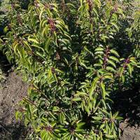 Portugiesischer Lorbeer Angustifolia 80-100cm am Ballen