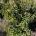 Portugiesischer Lorbeer Angustifolia 80-100cm am Ballen