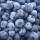 Mittlere Heidelbeere Blue Crop 80-100cm