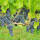 Weinrebe blau Nero 60-80cm