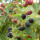 Brombeere Stachellos Navaho 80-120cm