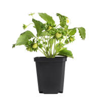 Bio Erdbeere Mara des Bois- mehrmals tragend | 10-15cm Jungpflanze